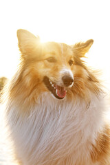 Sheltie - Shetland sheepdog sunny portrait.