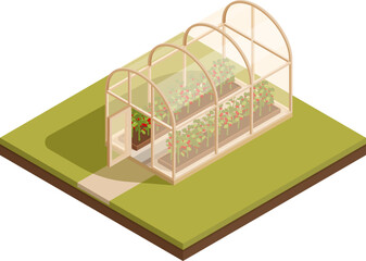 isometric greenhouse with growing tomatoes, vector illustration
