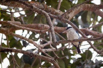 asia bird looking for food in nature