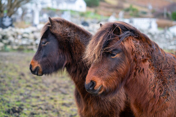 Brown ponies in a field in Ireland