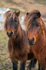 Brown ponies in a field in Ireland