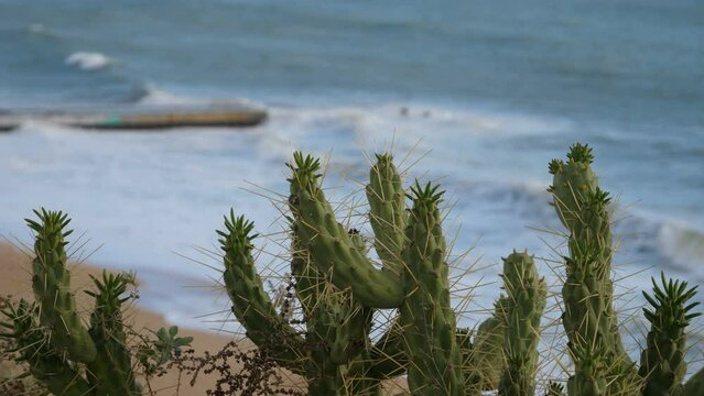 Cactus at the seaside