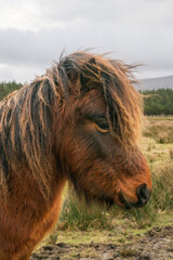 Brown pony in a field in Ireland
