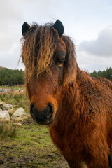 Fototapeta premium Brown pony in a field in Ireland