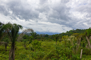 trees in the clouds