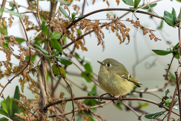  Ruby Crowned Kinglet (Regulus calendula)