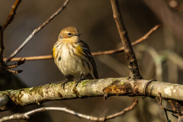 Myrtle Warbler or Yellow-rumped warbler (Setophaga coronata) perched on a tree branch