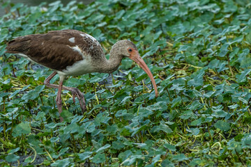 Juvenile American white ibis (Eudocimus albus)