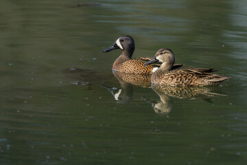 Male and Female Green-winged Teal (Anas carolinensis)