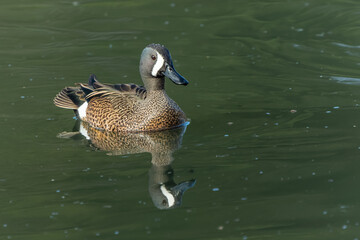 Male Green-winged Teal (Anas carolinensis)