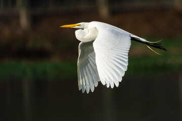 Great Egret (Arda alba) in flight