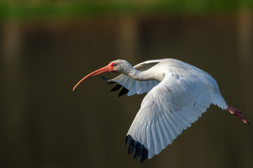 American white ibis (Eudocimus albus) flying - obrazy, fototapety, plakaty