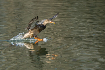 Female Northern Shoveler (Spatula clypeata) landing on pond