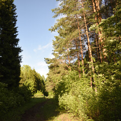 pine forest in the morning