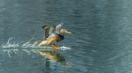 Female Northern Shoveler (Spatula clypeata) landing on pond
