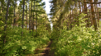 grass in the morning