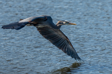 Great Blue Heron (Ardea herodias) Flying