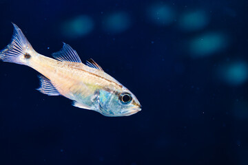 Fototapeta premium fish on blue