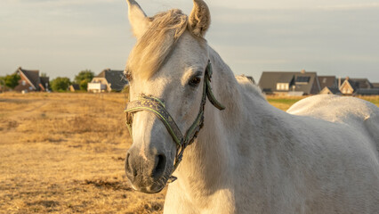 Horse portrait in the sun.Farm animals.White horse with white mane close-up portrait.White horse in...