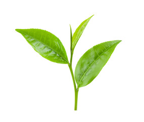 green tea leaf on transparent png