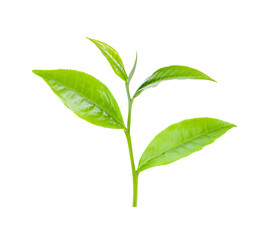 tea leaaves on transparent png
