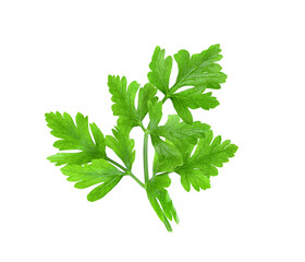 fresh parsley herb on transparent png