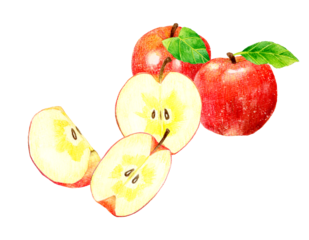 赤いりんごとカットしたりんごのセット　フルーツの手描き水彩イラスト素材