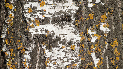 tree trunk, birch bark in a close-up photo
