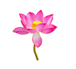 lotus flower on transparent png