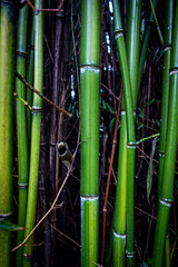 Fototapeta premium bamboo forest background