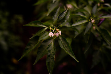 Homegrown pepper plant. It requires months for peppers to have flowers and then fruits. Depend on the types, most peppers are spicy from light to strong. The fruit will change color from green to red 