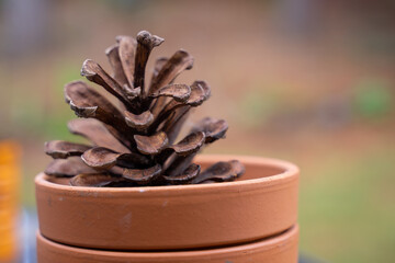 A big pine cone collected for decoration. Normally a pine cone dimension is around few inches or cm, however, Coulter Pine can be as big as a person thigh or arm. 