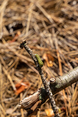 A swallowtail worm was caught. It was landing on a parsley, a host plant. The caterpillar feeds on citrus, herbs, make the plant mostly died. The caterpillar is smaller than a pinky finger tip