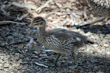 this is an Australin maned duck chick