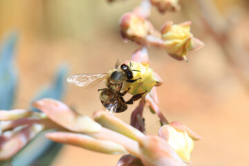Cape Honeybee gathering pollen from a rock rose flower - South Africa.