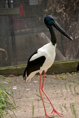 the black necked stork or Jabriu has a white body a long black beak long pink legs and a blue face and neck