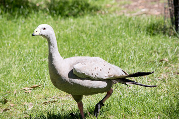 the Cape Barren goose is looking for food