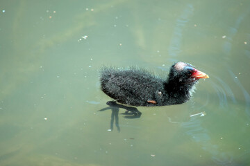 the dusky moorhen chick is black with an orange beak