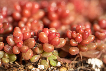 セダム　レッドペリー