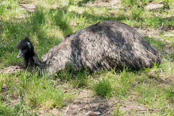the emu is resting on the grass