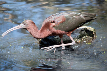 the glossy ibis is a Large, long-legged wading bird with a football-shaped body and a long curved bill