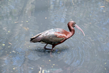 this is a side view of a glossy ibis wading in a lake