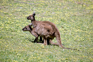this is a side view of two kangaroo-island kangaroos in a field