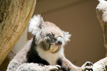 this is a close up of a cute koala