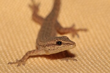 Very young Cape Dwarf Gecko. It is just about 2cm in length. Western Cape, South Africa.