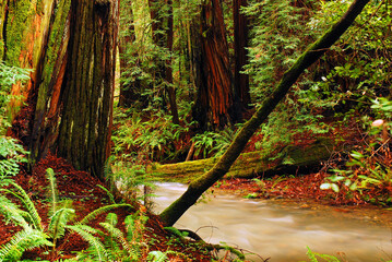 A stream gushes past a redwood forest covered in moss from a recent rain