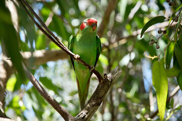 the musk lorikeet is perched in a tree