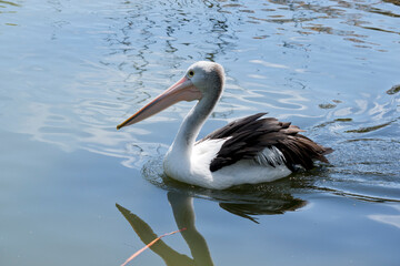 the Australian pelican is swimming in the lake