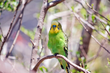 the parakeet is perched in a tree