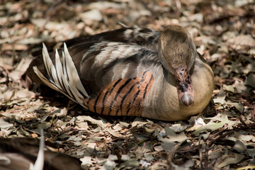 the plumed whistling duck is resting
